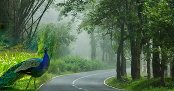 tour packages to wayanad